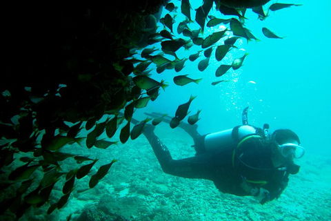 Scuba Dive Ningaloo Reef - Accommodation Brisbane 2