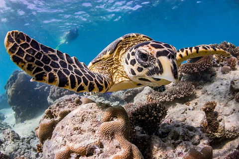 Exclusive Ningaloo Adventure Charter From Exmouth - Accommodation Brisbane 1