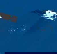 Humpback Whale Swim Ningaloo Reef