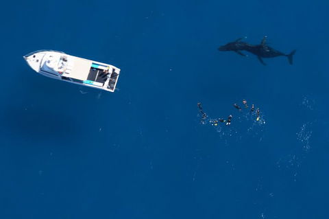 Humpback Whale Swim Ningaloo Reef - Accommodation Brisbane 0