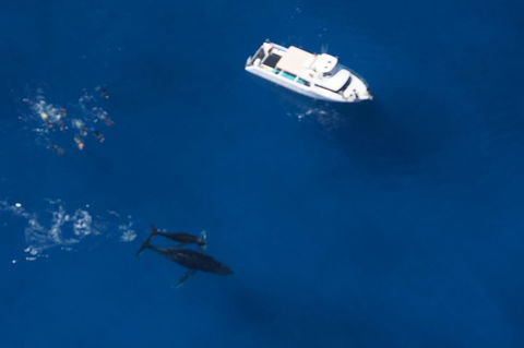 Humpback Whale Swim Ningaloo Reef - Accommodation Brisbane 1