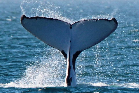 Humpback Whale Swim Ningaloo Reef - Accommodation Brisbane 2