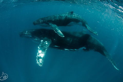 Humpback Whale Swim Ningaloo Reef - Accommodation Brisbane 3