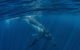 Humpback Whale Swim Ningaloo Reef - thumb 7