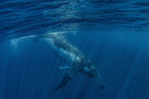 Humpback Whale Swim Ningaloo Reef - Accommodation Brisbane 7