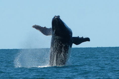 Humpback Whale Swim Ningaloo Reef - Accommodation Brisbane 4