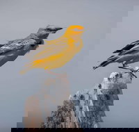 Lake Argyle Birdwatching Charter - Accommodation Brisbane