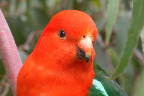 Full-Day Great Ocean Road And 12 Apostles Sunset Tour From Melbourne - Accommodation Brisbane 15