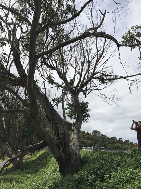 Full-Day Great Ocean Road And 12 Apostles Sunset Tour From Melbourne - Accommodation Brisbane 9