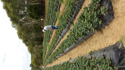 Mornington Peninsula Including Strawberry Farm Day Tour From Melbourne - Accommodation Brisbane 2
