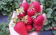 Mornington Peninsula Including Strawberry Farm Day Tour From Melbourne - thumb 0