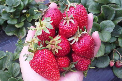 Mornington Peninsula Including Strawberry Farm Day Tour From Melbourne - Accommodation Brisbane 0