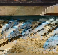 Half Day Phillip Island Penguin Parade PLUS Tour - Accommodation Brisbane