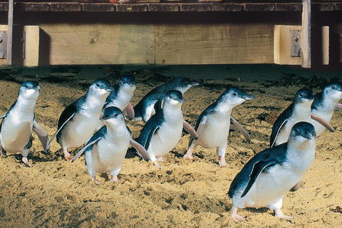 Half Day Phillip Island Penguin Parade PLUS Tour - Accommodation Brisbane 0