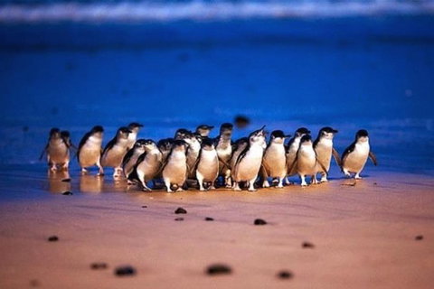 Half Day Phillip Island Penguin Parade PLUS Tour - Accommodation Brisbane 1