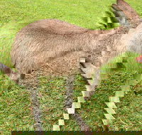 2 Day Exclusively Private Tour Of Phillip Island  The Penguin Parade - Accommodation Brisbane