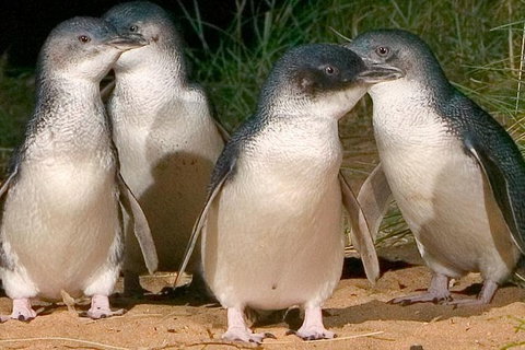 Private Phillip Island Penguin Tour With Personal Tour Guide - Accommodation Brisbane 2