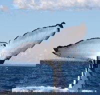 Phillip Island Whale Watching Tour - Accommodation Brisbane