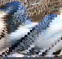 Day Tour of Phillip Island Nature Parks  Penguins - Accommodation Brisbane