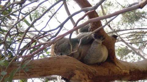 Phillip Island 3 Park Pass: Penguin Parade, Koala Conservation Centre And Penguin Parade, Koala ConservationHeritage Farm - Accommodation Brisbane 4