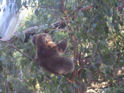 Phillip Island 3 Park Pass: Penguin Parade, Koala Conservation Centre And Penguin Parade, Koala ConservationHeritage Farm - Accommodation Brisbane 2