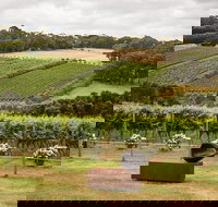 Montalto Vineyard Mornington Peninsula Discovery Wine Tasting and Lunch - Accommodation Brisbane