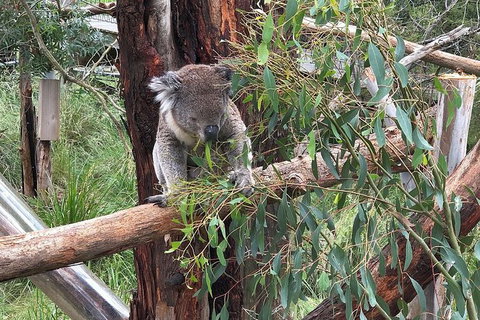 Day Tour Of Phillip Island, The Surrounding Region And Wine Tasting - Accommodation Brisbane 10