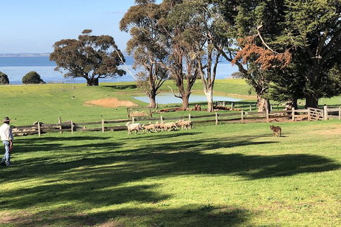 Day Tour Of Phillip Island, The Surrounding Region And Wine Tasting - Accommodation Brisbane 13