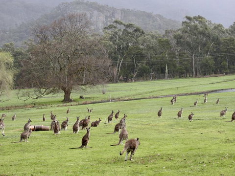 Grampians National Park Small-Group Eco Tour From Melbourne - Accommodation Brisbane 7