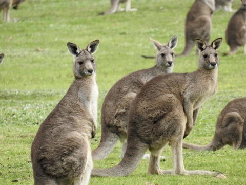 Grampians National Park Small-Group Eco Tour From Melbourne - Accommodation Brisbane 8