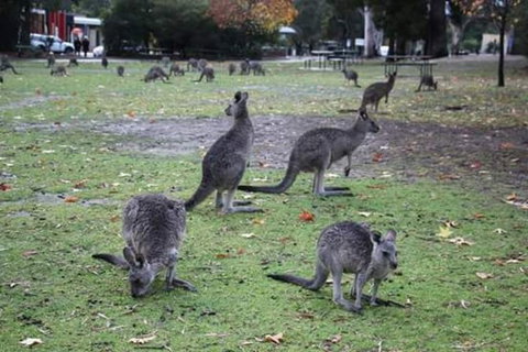 Grampians National Park Small-Group Eco Tour From Melbourne - Accommodation Brisbane 13