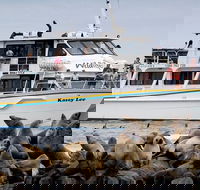 Phillip Island Seal-Watching Cruise
