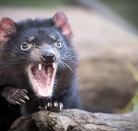Port Arthur and Tassie Devils Active Day Tour from Hobart - Accommodation Brisbane