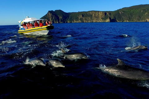3-Hour Tasman Peninsula Wilderness Cruise From Port Arthur - Accommodation Brisbane 4