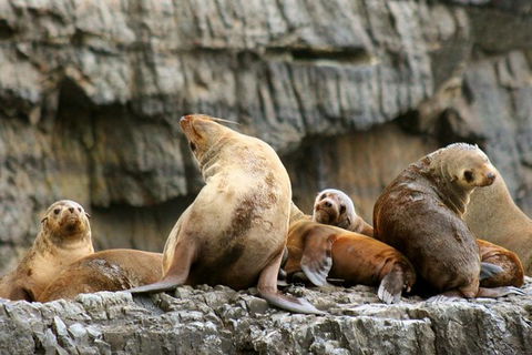 3-Hour Tasman Peninsula Wilderness Cruise From Port Arthur - Accommodation Brisbane 3