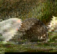Bruny Island premium private photo-oriented day tour from Hobart - Accommodation Brisbane
