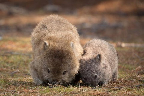 Maria Island Premium Private Photo-oriented Day Tour From Hobart - Accommodation Brisbane 3