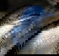 Bonnet Island Experience departing from Strahan - Accommodation Brisbane