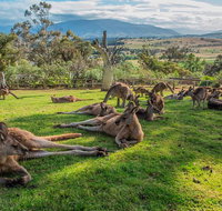 Shore Excursion Hobart's Best In Half A Day - Accommodation Brisbane