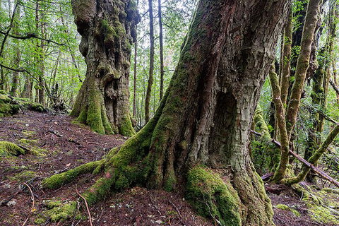 3-Day Cradle Mountain Photography Workshop - Accommodation Brisbane 6