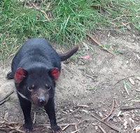 Private Bonorong Wildlife Sanctuary and Richmond 5 Hour Trip from Hobart - Accommodation Brisbane