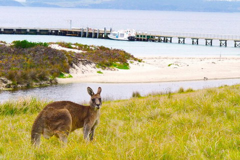 Maria Island Shuttle Bus Hobart To Triabunna (Round Trip) - Accommodation Brisbane 8