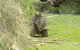 Maria Island Shuttle Bus Hobart To Triabunna (Round Trip) - thumb 4