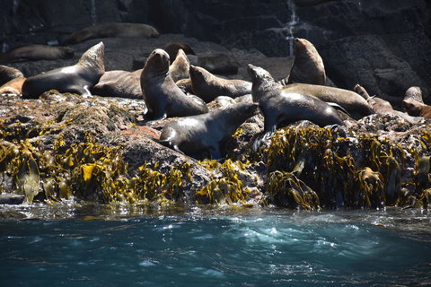 Full-Day Bruny Island Tour From Hobart - Accommodation Brisbane 15