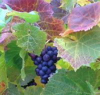 Wine at the weekend Tour from Hobart - Accommodation Brisbane