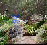 Hollybank Wilderness Adventures - Segway Tour - Accommodation Brisbane