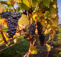 Half Day Tamar Valley Wine Tour - Accommodation Brisbane