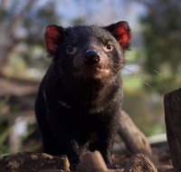 Mt. Field National Park and Bonorong Wildlife Park - Accommodation Brisbane