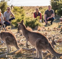 8-Day Tasman Wildlife and Wilderness Encounter Including Accommodation - Accommodation Brisbane