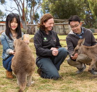 Bonorong Wildlife Park and Richmond Afternoon Tour from Hobart - Accommodation Brisbane